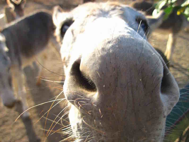 donkey sanctuary photo